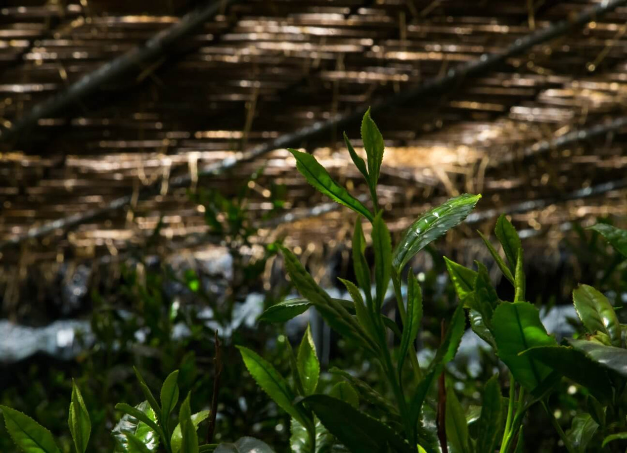 Matcha Harvest Timing & Supply Update