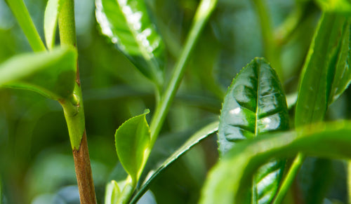 Shincha leaves