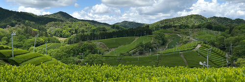 A Message from Ippodo’s President