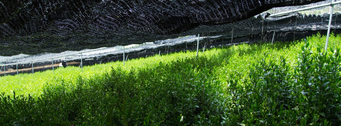 Ippodo Tea - Matcha Harvest