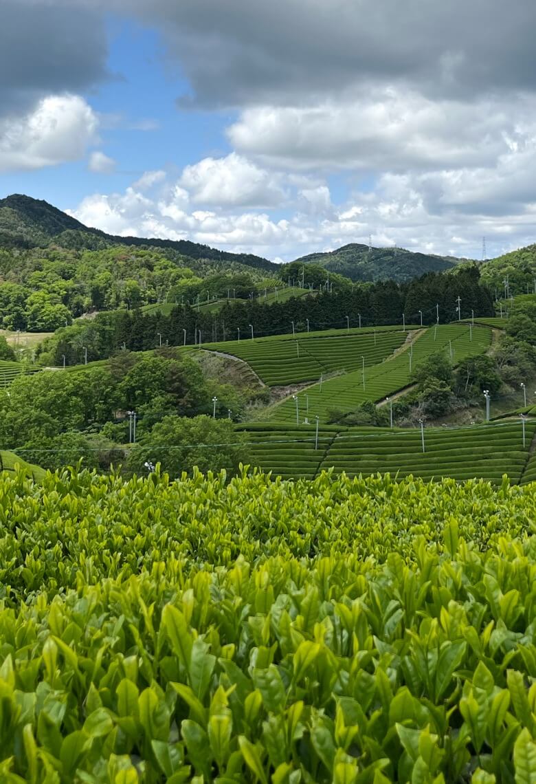 Shincha tea field